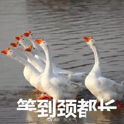 五一今日爆料 网红大鹅,引发网友热议！