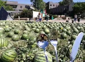 朝阳吃瓜网,揭秘娱乐圈最新热点，带你领略明星幕后故事